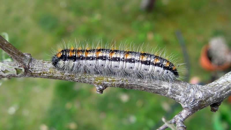 Aporia crataegi - sfarfallamento